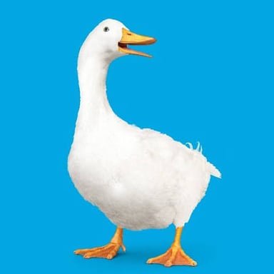 A white duck, the familiar animal mascot used in Aflac advertisements.