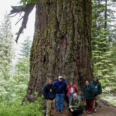 A tall Douglas fir, an evergreen conifer native to western North America.