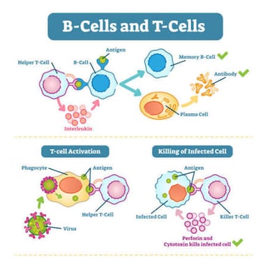 Educational illustration of a T cell involved in immune defense