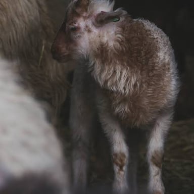 A young lamb near an adult sheep.