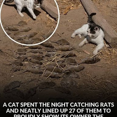 A cat watching a rat, illustrating a predator and its prey.
