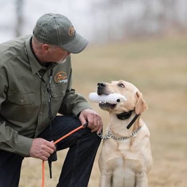 A Labrador retriever walking beside its handler during heel training