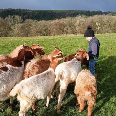 Adult goats standing with their young kids in a pasture.