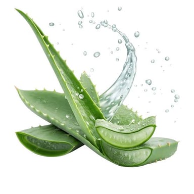 A fleshy aloe leaf with clear gel visible inside.