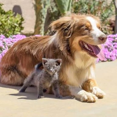 A grown dog beside a grown cat, rather than a puppy or kitten.