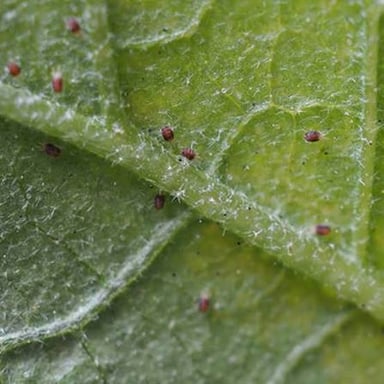 A tiny mite on a plant leaf, shown magnified.