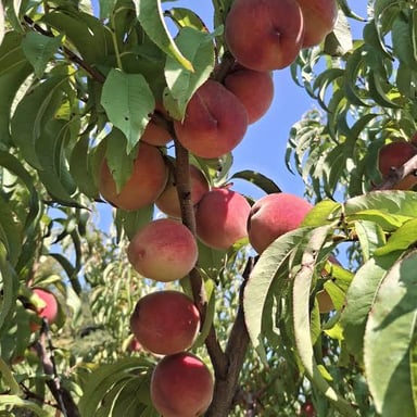 A selection of ripe fruit, including peaches and berries.