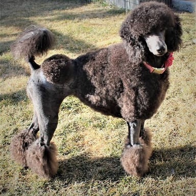 A poodle with the distinctive clipped coat associated with the breed.