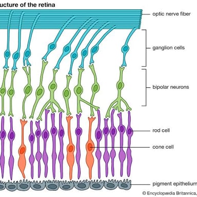 An educational diagram showing the retina at the back of a human eye.