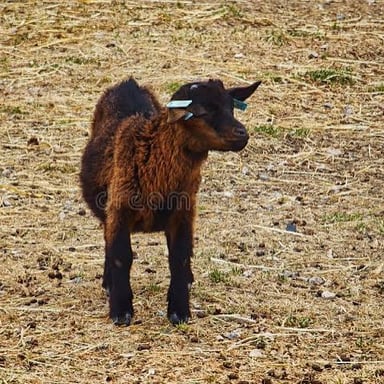A young goat, called a kid.