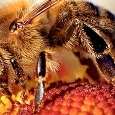 A honey bee queen surrounded by worker and drone bees
