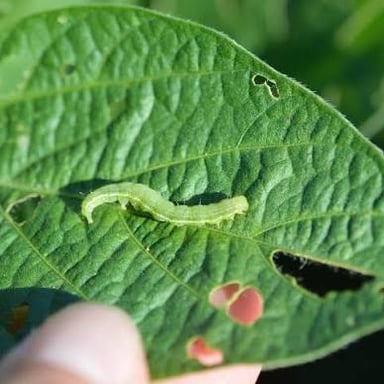 A caterpillar, the larval stage of a butterfly or moth, resting on a leaf.