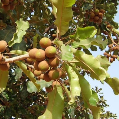 Shea nuts and butter made from the kernels of the shea tree.