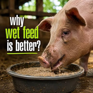 A pig eating soft feed from a trough.