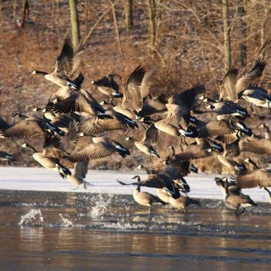 A flock of geese, familiar for their loud honking calls.