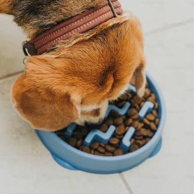 A dog eating pieces of dry pet food from a bowl.