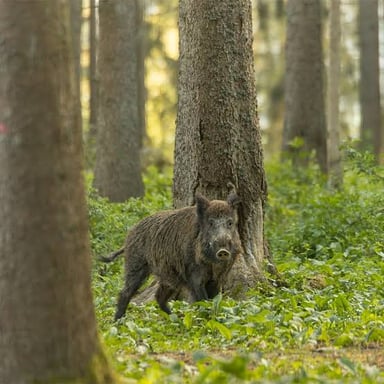 A wild boar standing in a forest.
