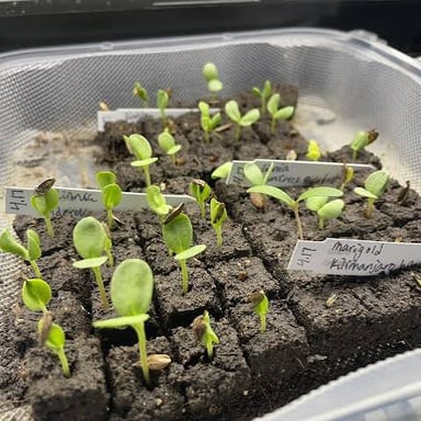 A small seed sprouting into a young plant