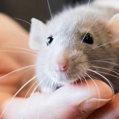 A domesticated rat kept as a household pet.