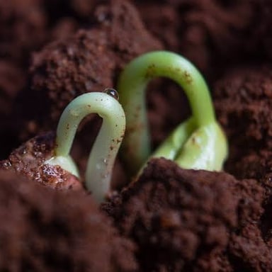 Young seedlings emerging from soil, illustrating the literal image behind “seeds of doubt.”