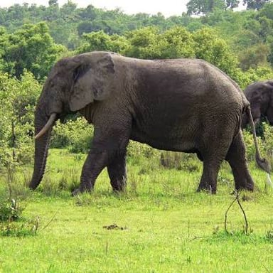 Elephants in Mole National Park in Ghana