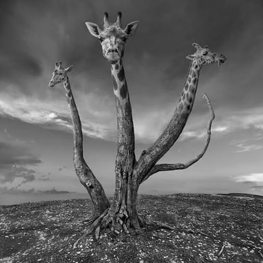 A surreal and unusual object in a visually strange scene