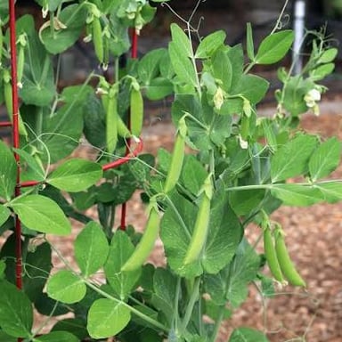 Green peas, including round seeds nestled in an opened pod.