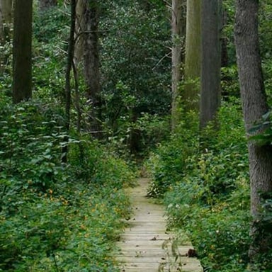 A trail through a protected natural area with trees and wildlife habitat.