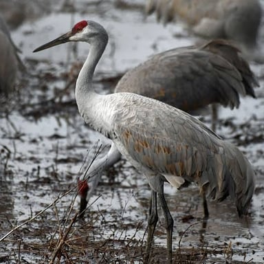 A crane, a tall long-legged bird, standing in a wetland