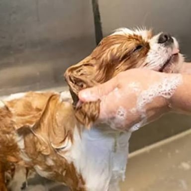 A dog being bathed at a grooming salon.