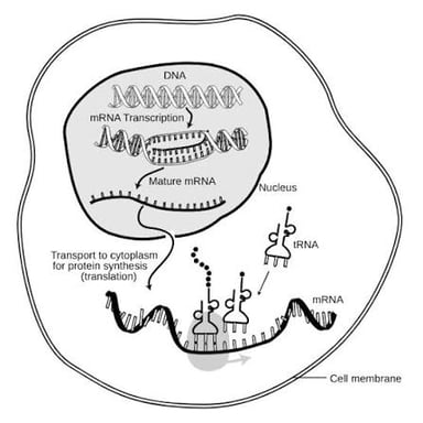 An educational diagram of an RNA molecule carrying genetic information