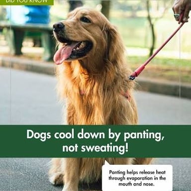 A dog panting with its mouth open on a warm day.