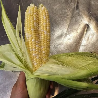 An ear of corn showing its rows of kernels.