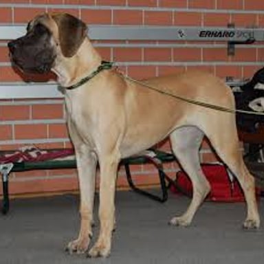 A large Great Dane standing upright