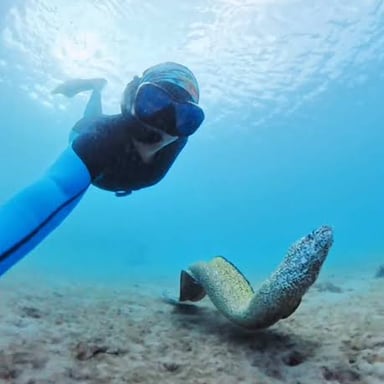 An eel swimming through water