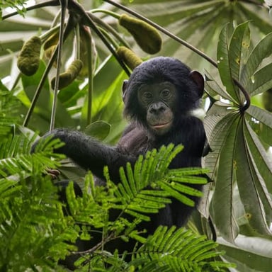 A bonobo, an ape native to forests in the Democratic Republic of the Congo.