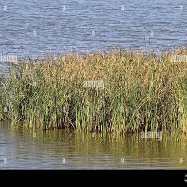 Tall reeds growing at the edge of a wetland.