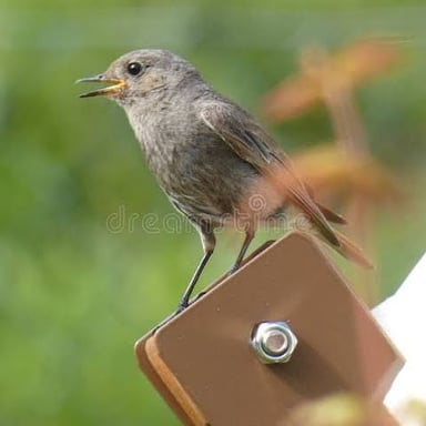 A small songbird perched on a branch, calling.