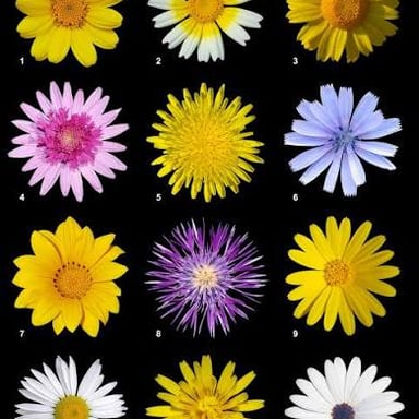 An aster flower head with a central disk and surrounding ray-shaped petals.