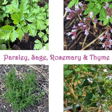 Fresh parsley, sage, rosemary, and thyme arranged together.