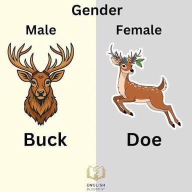 A stag and a rooster, both examples of male animals.