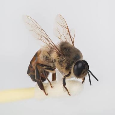 A close-up of a male honeybee, known as a drone.