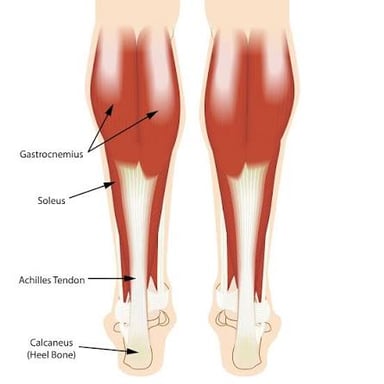 Anatomical illustration highlighting the calf muscle while a person stands on tiptoes