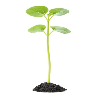 A young plant with new growth rising above its earlier leaves.