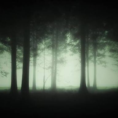 A foggy forest scene with an eerie atmosphere.