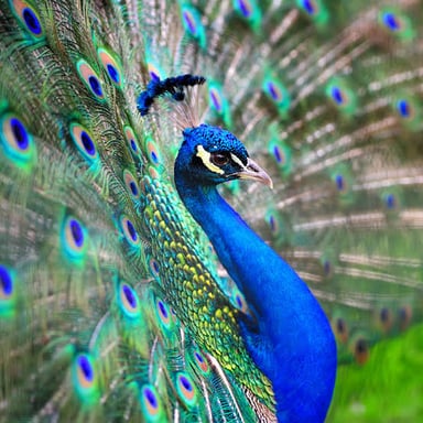 Iridescent peacock feathers showing blue-green and teal coloring