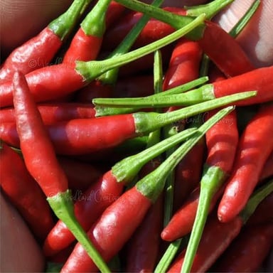 Small red bird’s-eye chili peppers, a hot pepper used in Thai cooking.