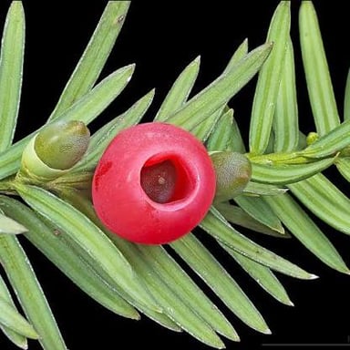 An English yew, an evergreen tree with dense, dark green needle-like foliage.