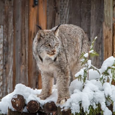 A lynx with prominent dark ear tufts and a short tail.