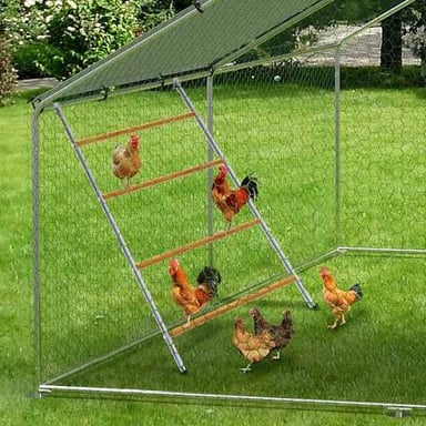 A hen perched on a bar where chickens roost.